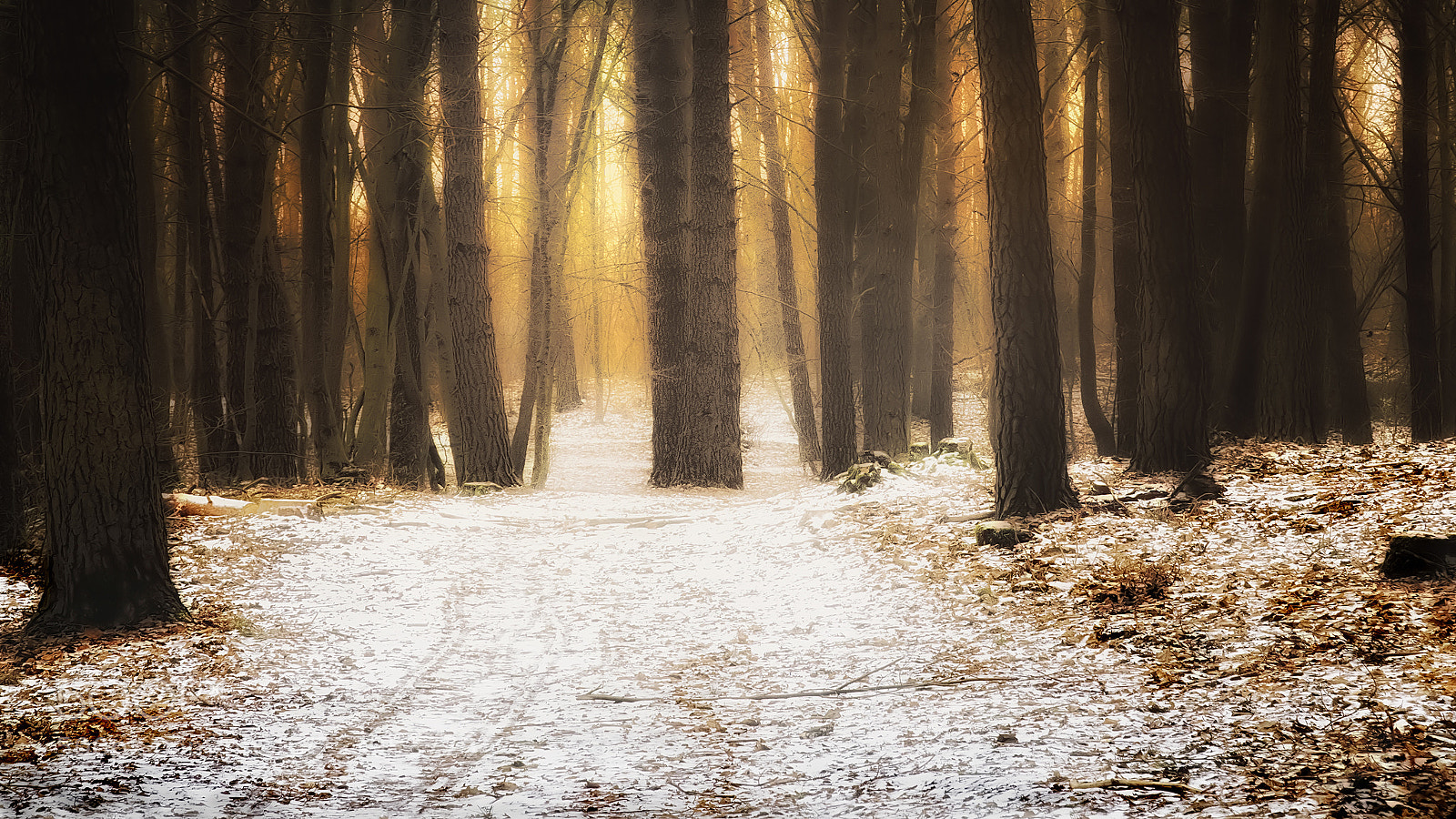 Sony a6000 sample photo. Sunlight in the forest photography