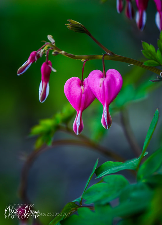 Nikon D7000 sample photo. Copy photography