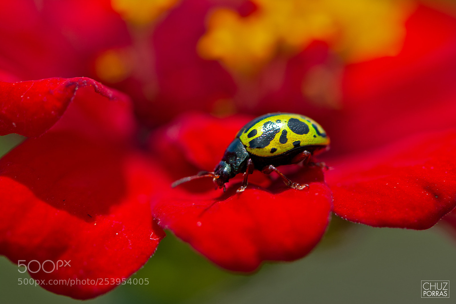 Nikon D7100 sample photo. Ladybug photography