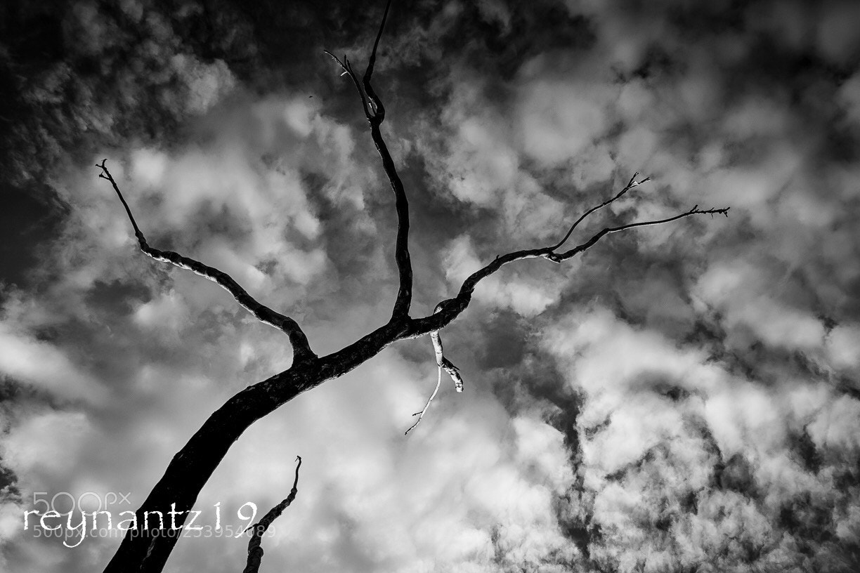 Canon EOS 60D sample photo. Sky-tree. photography