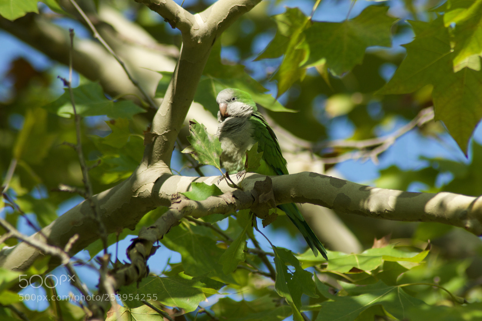 Nikon D5300 sample photo. Green parrot in the photography
