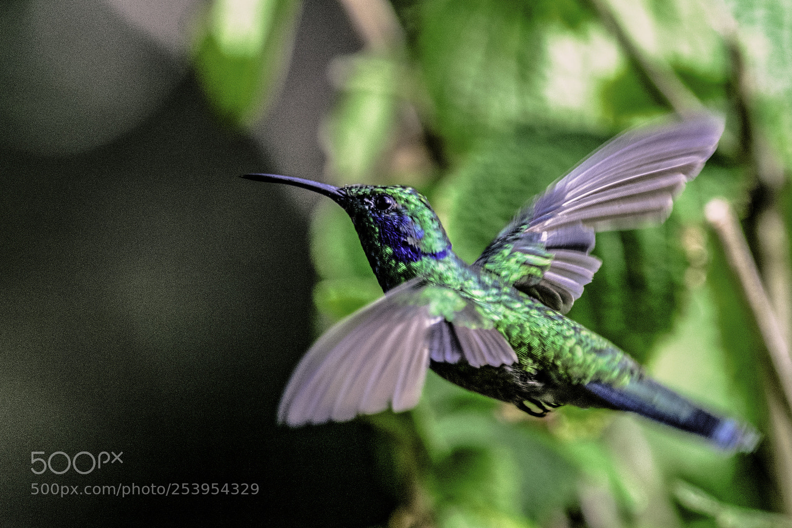 Nikon D7200 sample photo. Frozen flight photography