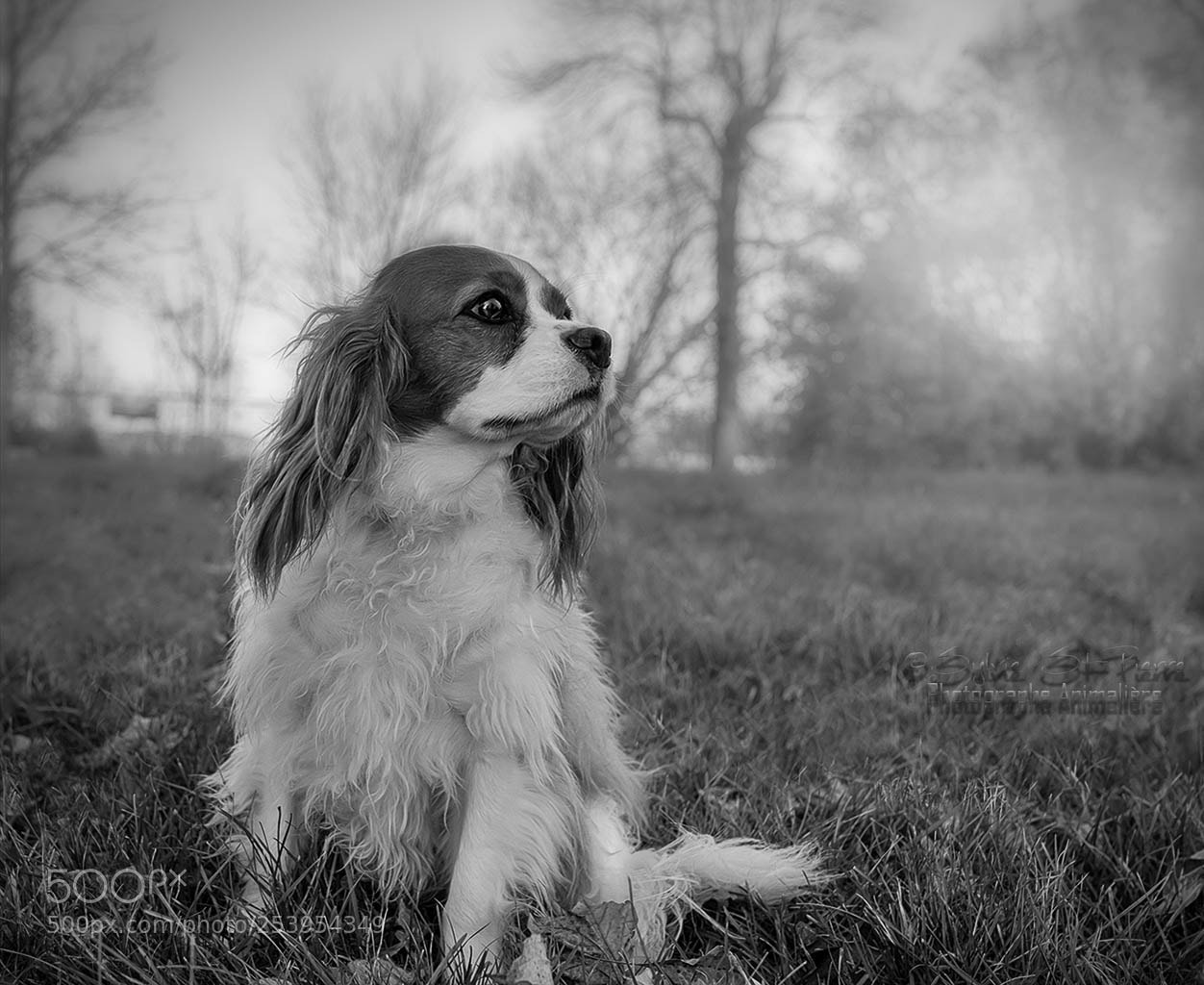 Nikon D5500 sample photo. Cavalier king charles spaniel photography
