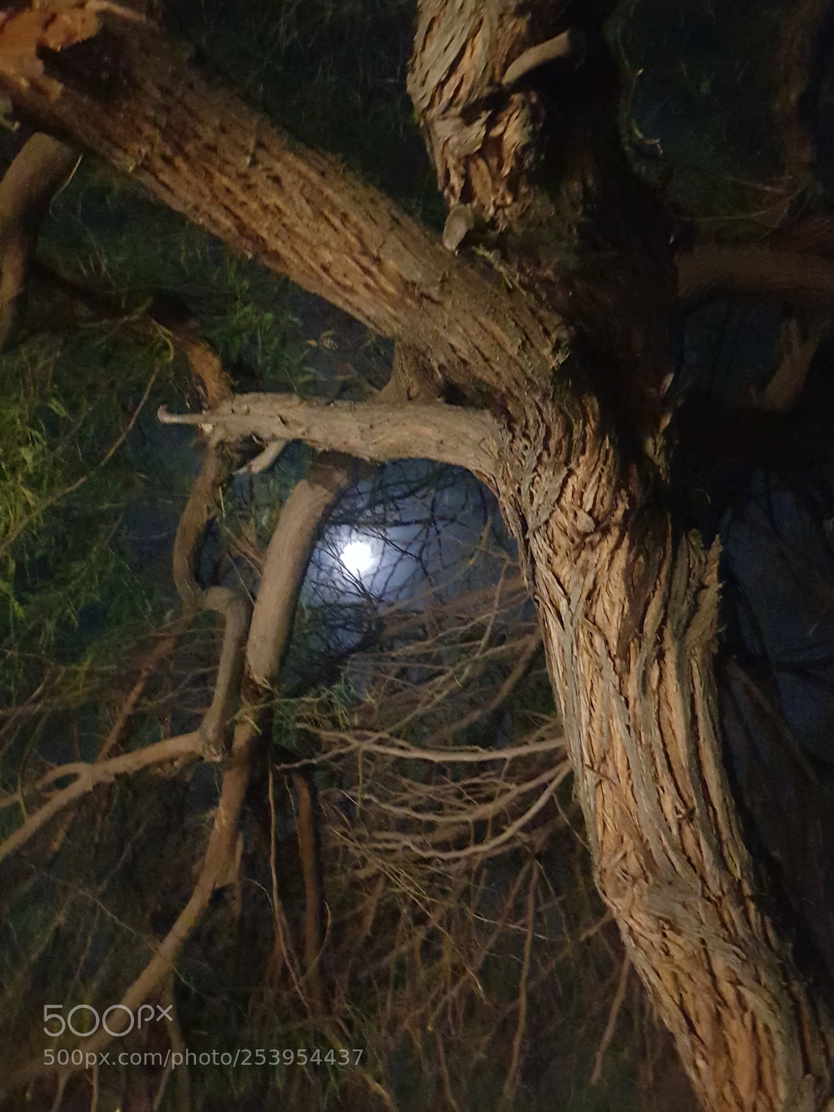 Samsung Galaxy S8+ sample photo. Moonlit mesquite photography
