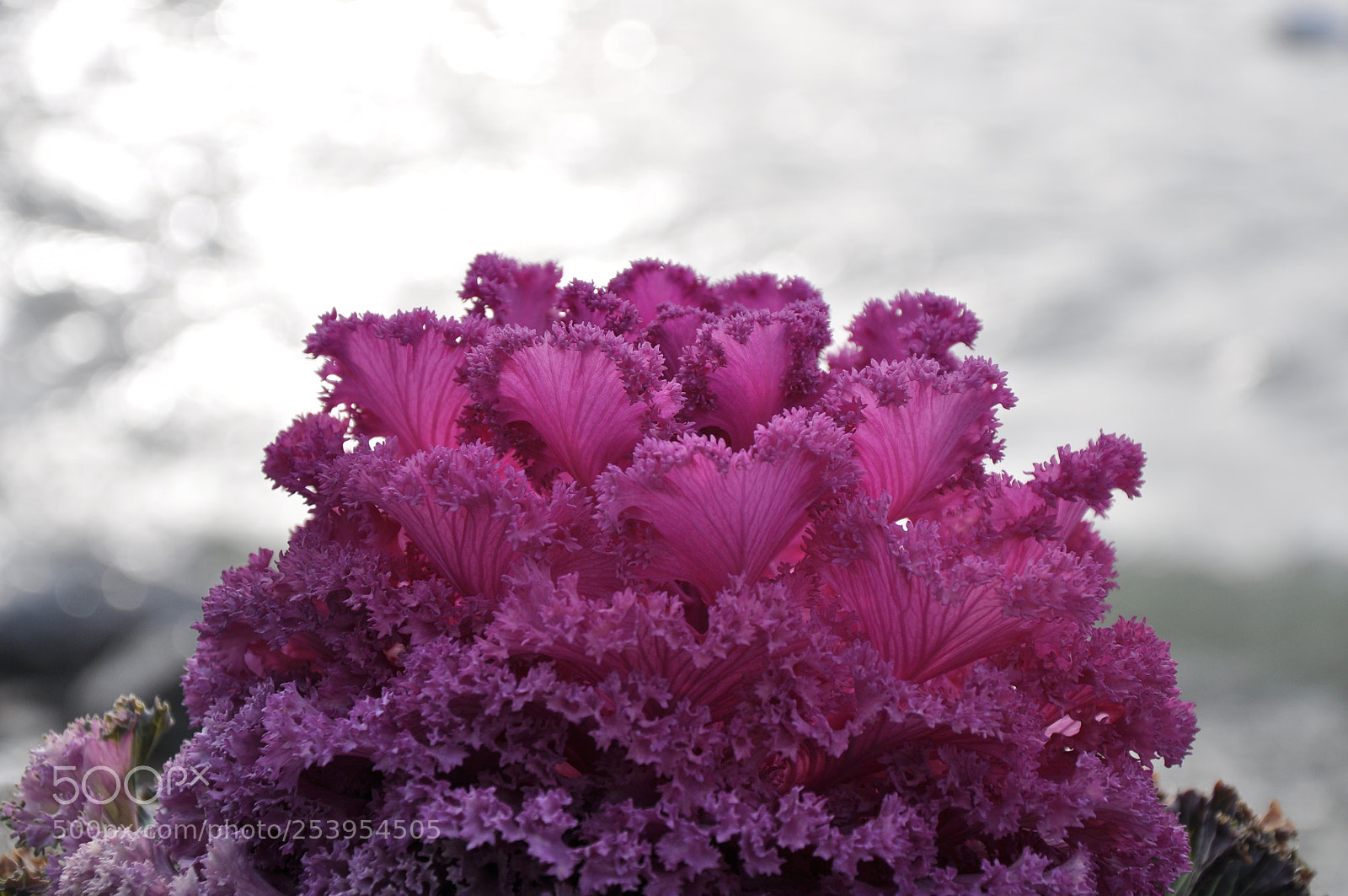 Nikon D90 sample photo. Colours of nature photography