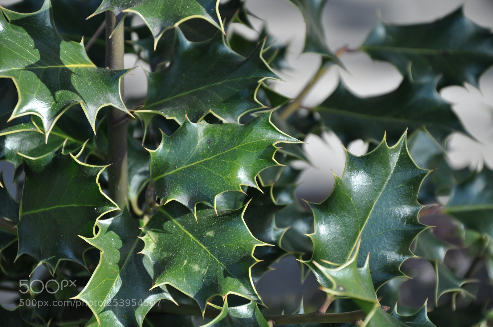 Nikon D90 sample photo. Patterns of nature photography