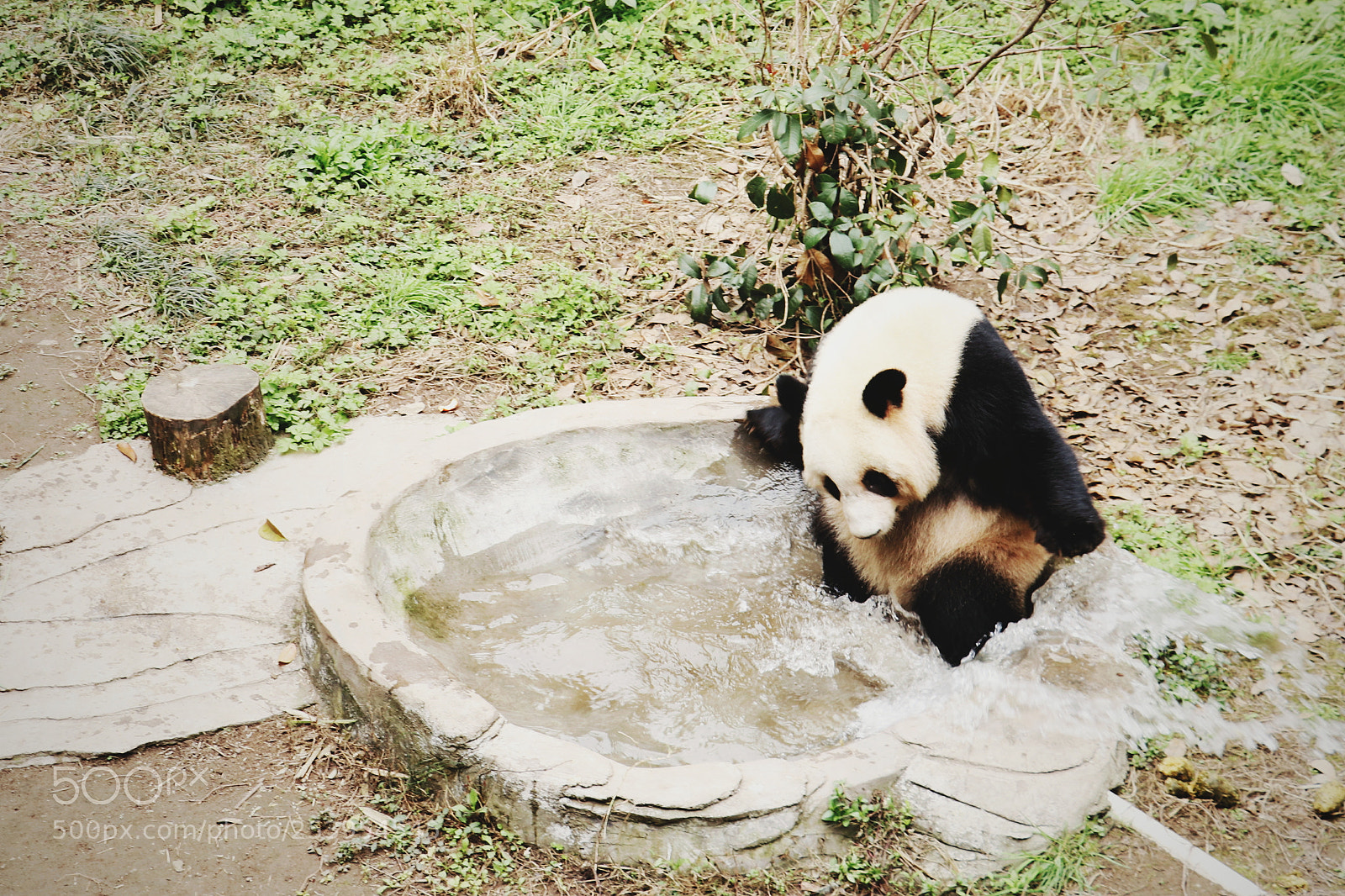 Canon EOS 80D sample photo. Panda photography