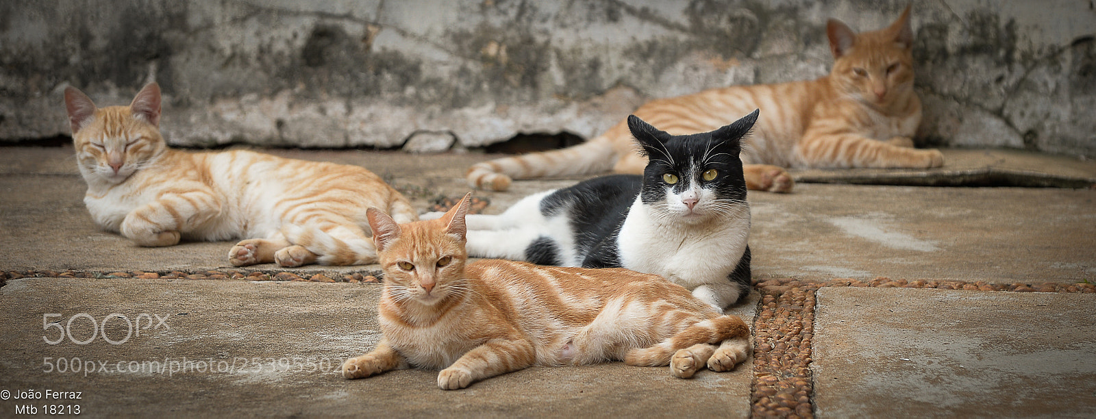 Nikon D4 sample photo. Gang... :) photography