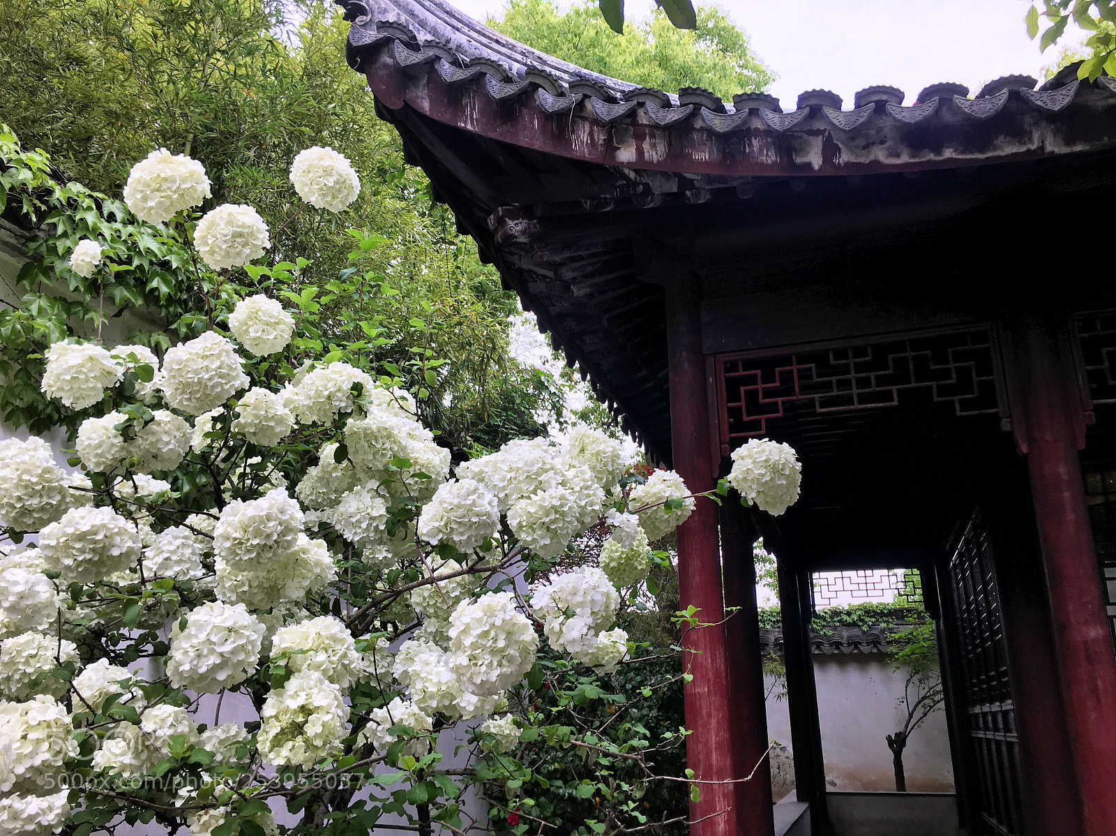Apple iPhone 6s sample photo. Suzhou zhuozheng park, suzhou photography
