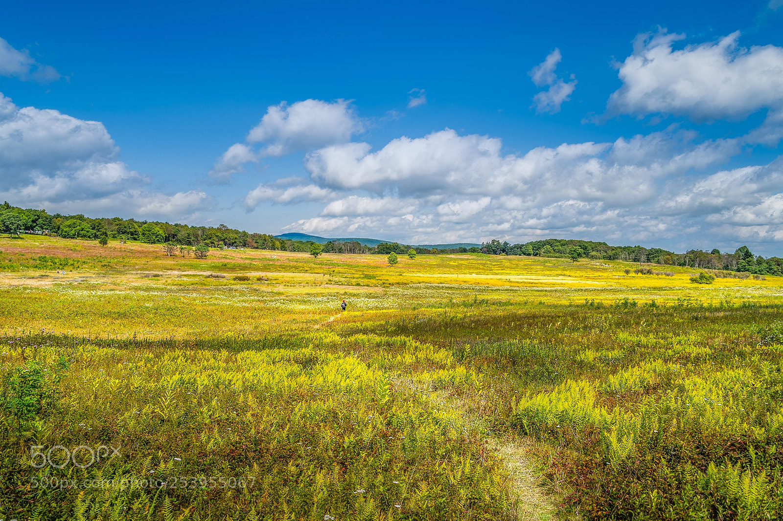 Nikon D4S sample photo. Big meadow at shenandoah photography