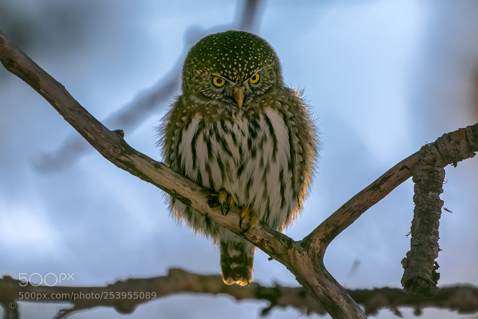 Sony a9 sample photo. Northern pygmy owl photography