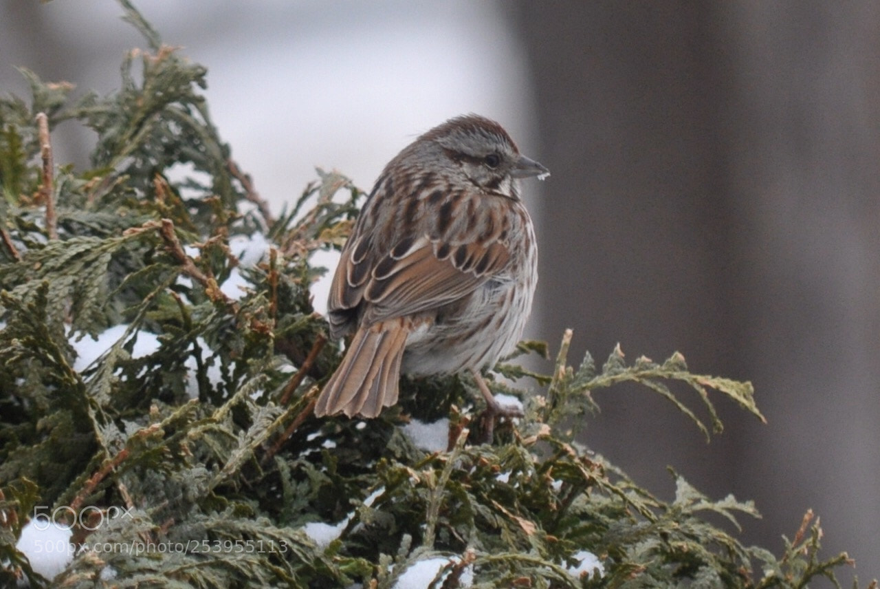 Nikon D5000 sample photo. Pretty sparrow photography