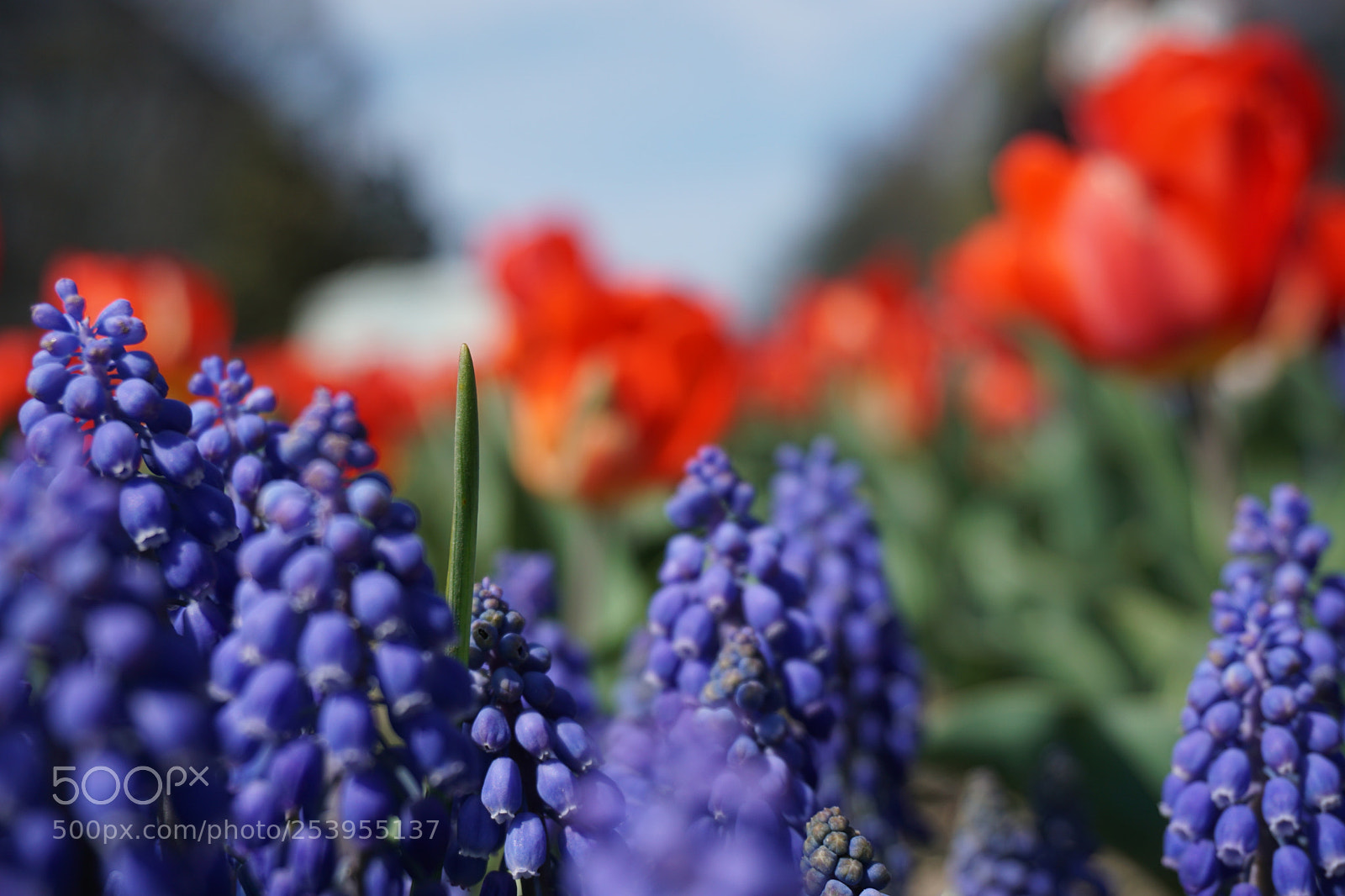 Sony a6000 sample photo. Flower dispalay photography