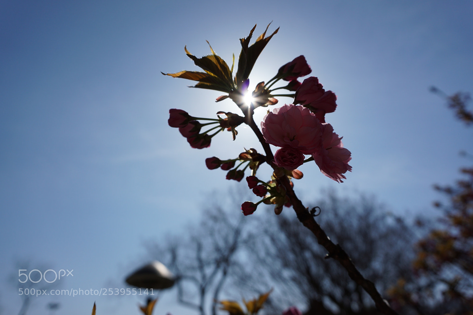 Sony a6000 sample photo. Cherry blossom in the photography