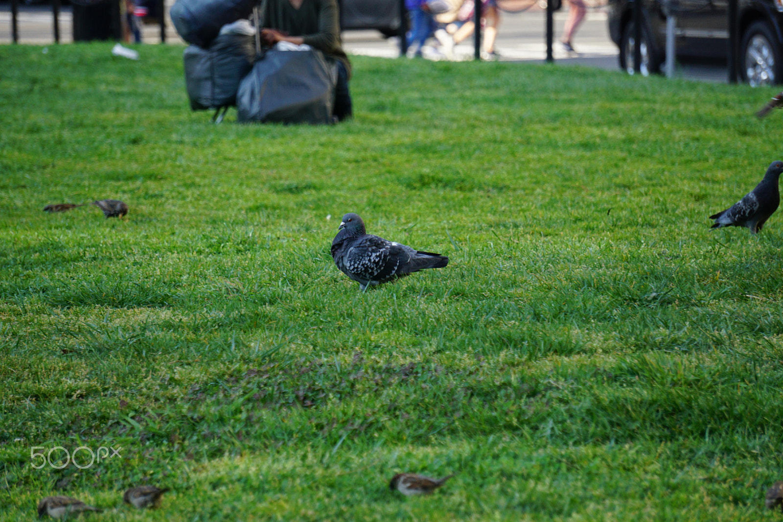 Sony a6000 sample photo. Pigeon photography