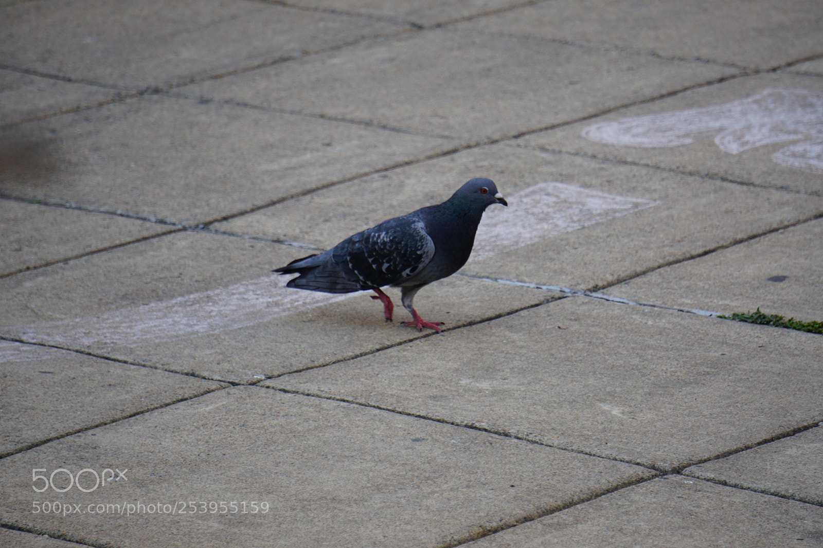 Sony a6000 sample photo. Pigeon photography