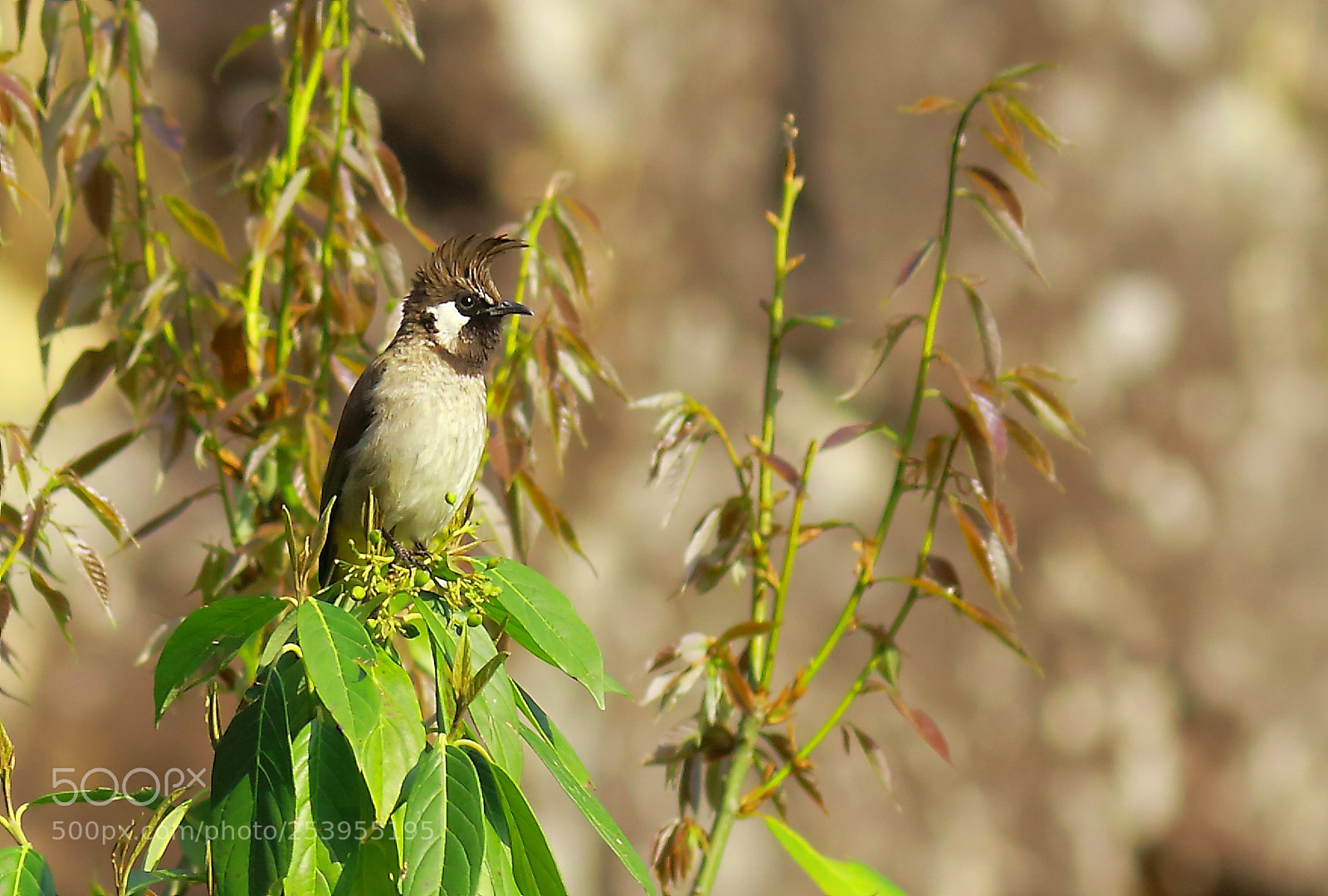 Canon EF-S 55-250mm F4-5.6 IS II sample photo. Himalayan bulbul photography