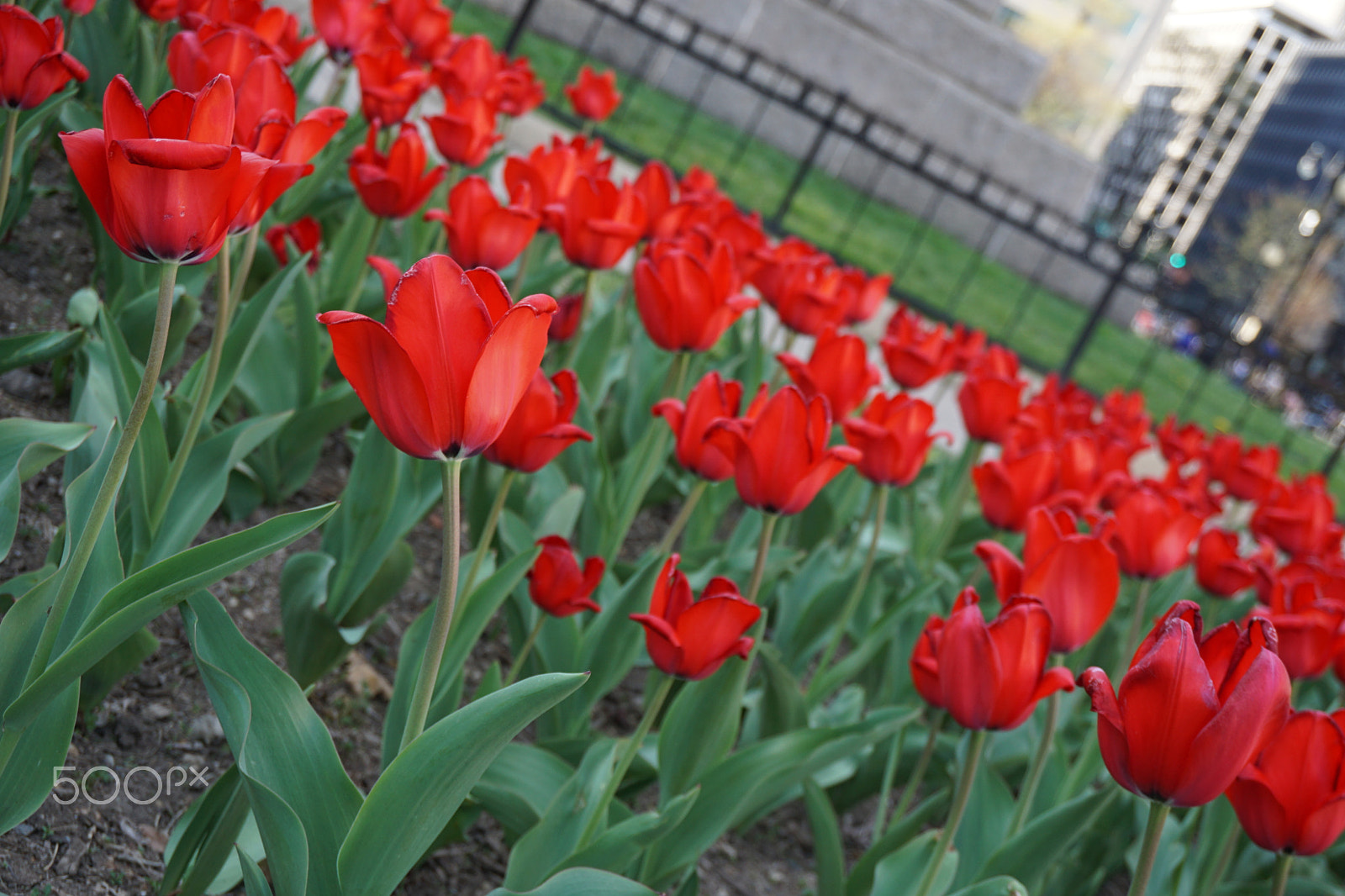 Sony a6000 sample photo. Tulips photography