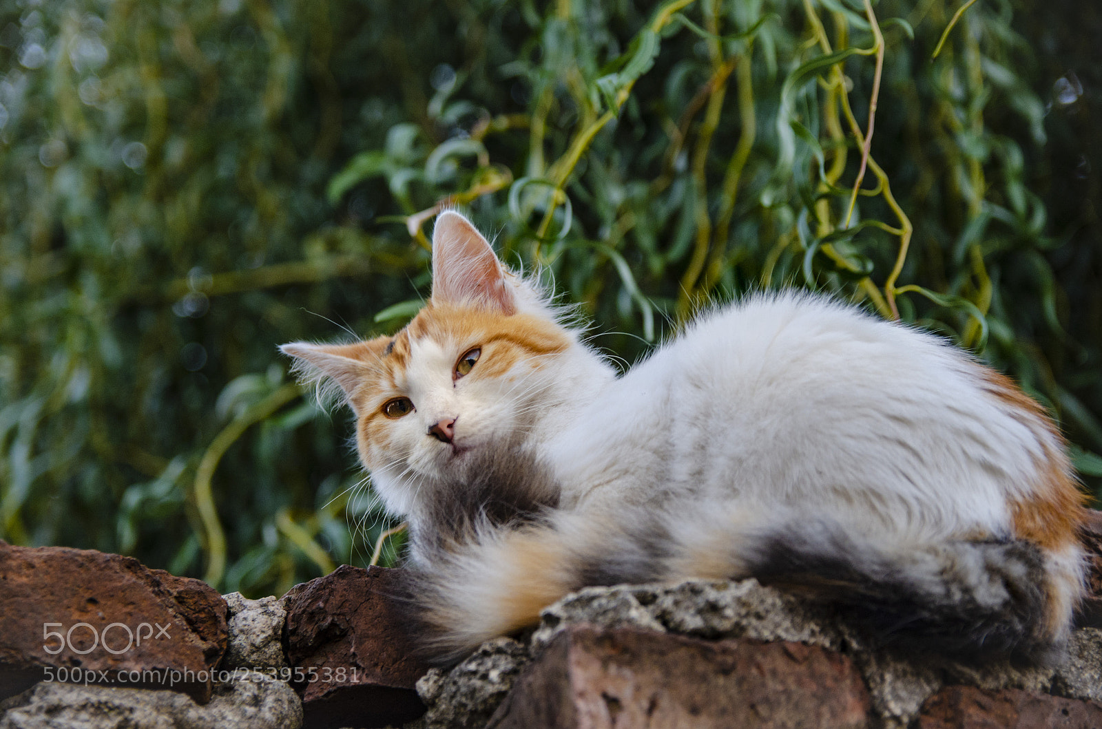 Nikon D7000 sample photo. Almita en photography