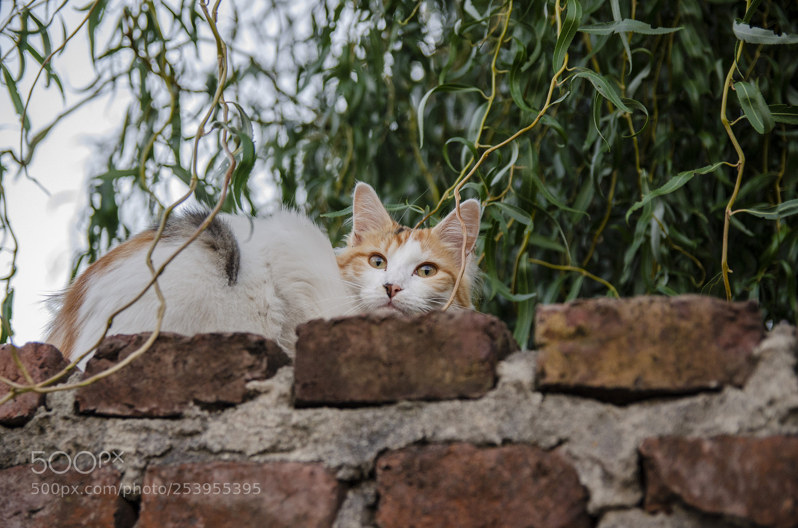 Nikon D7000 sample photo. Almita en la photography