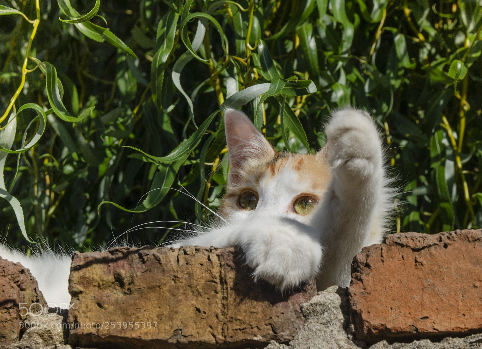 Nikon D7000 sample photo. Su patita photography