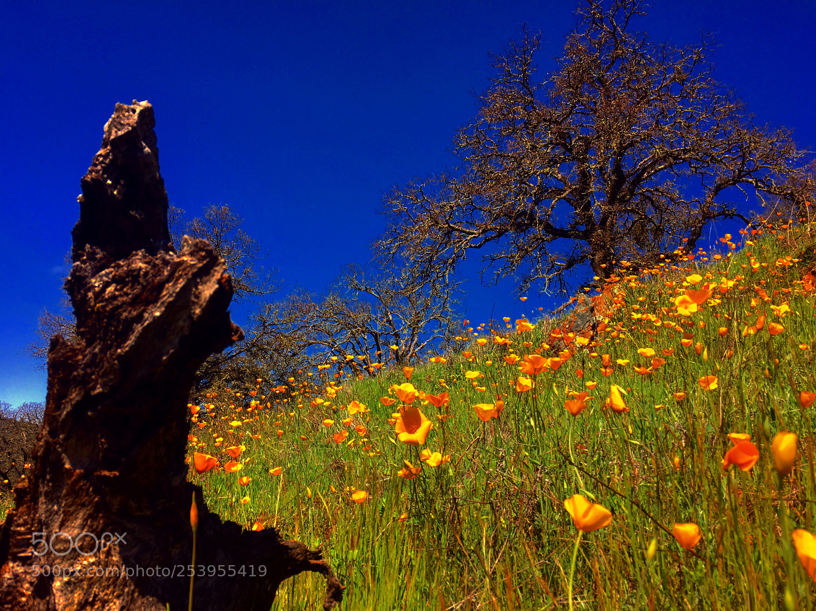 Apple iPhone 6s sample photo. Poppies on the hill photography