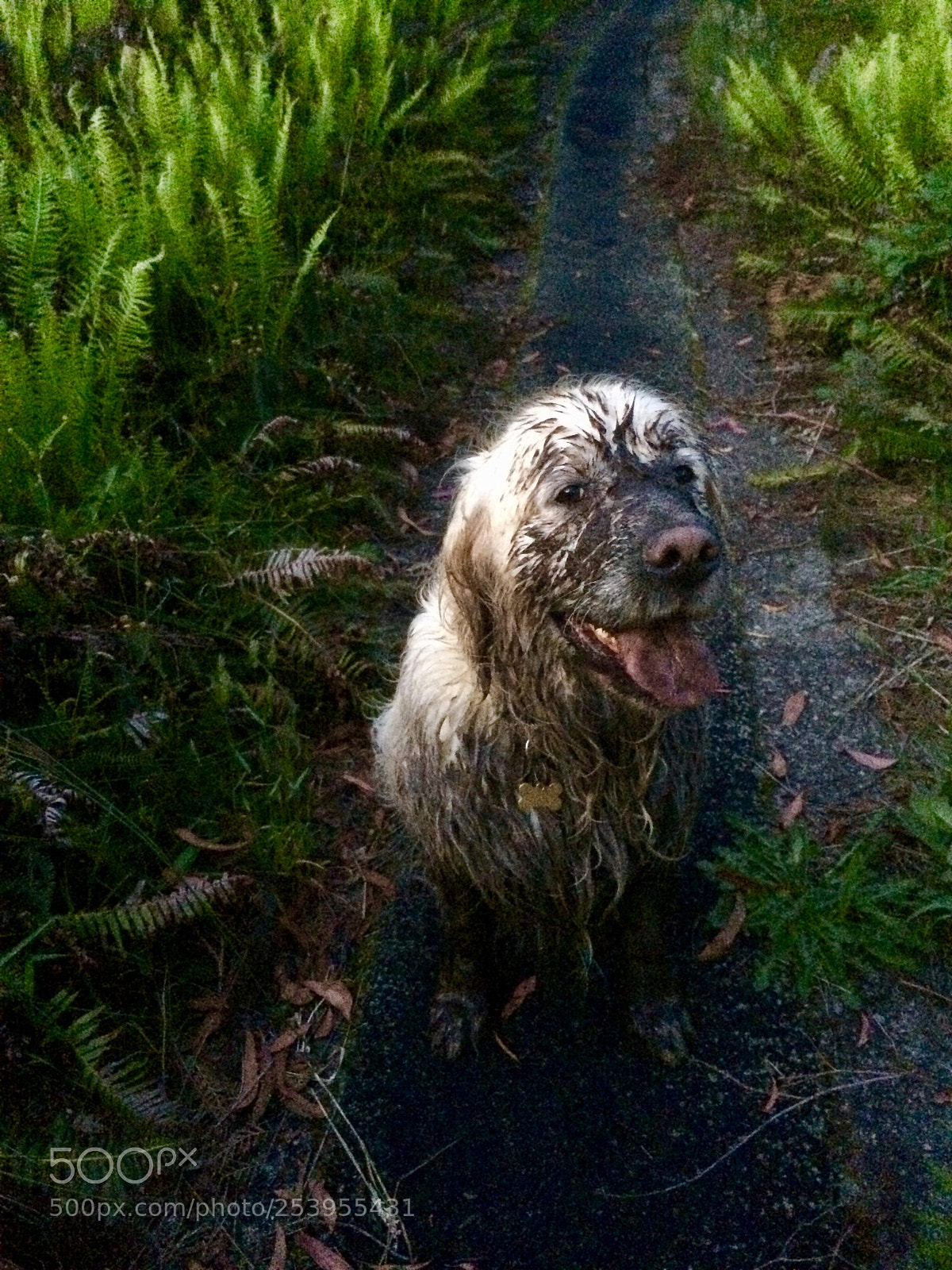 Apple iPhone 5s sample photo. Muddy and proud of photography