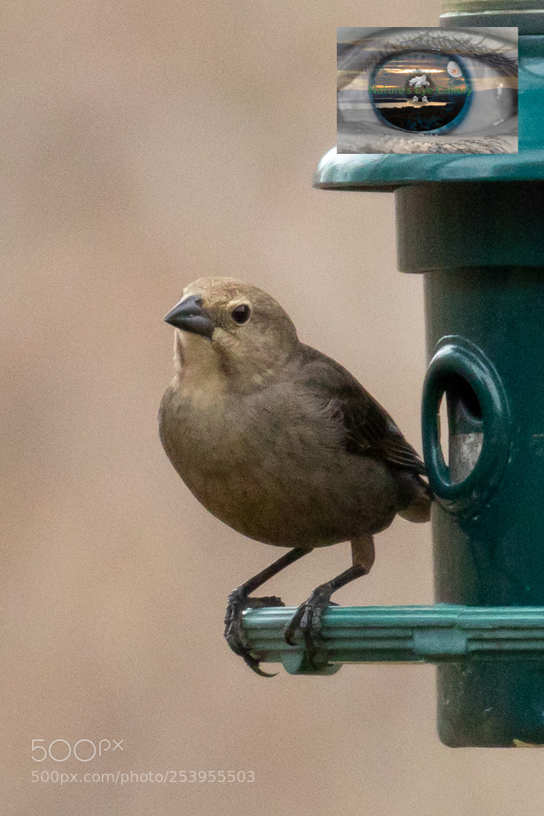 Canon EOS 5D Mark IV sample photo. Tiny sparrow photography
