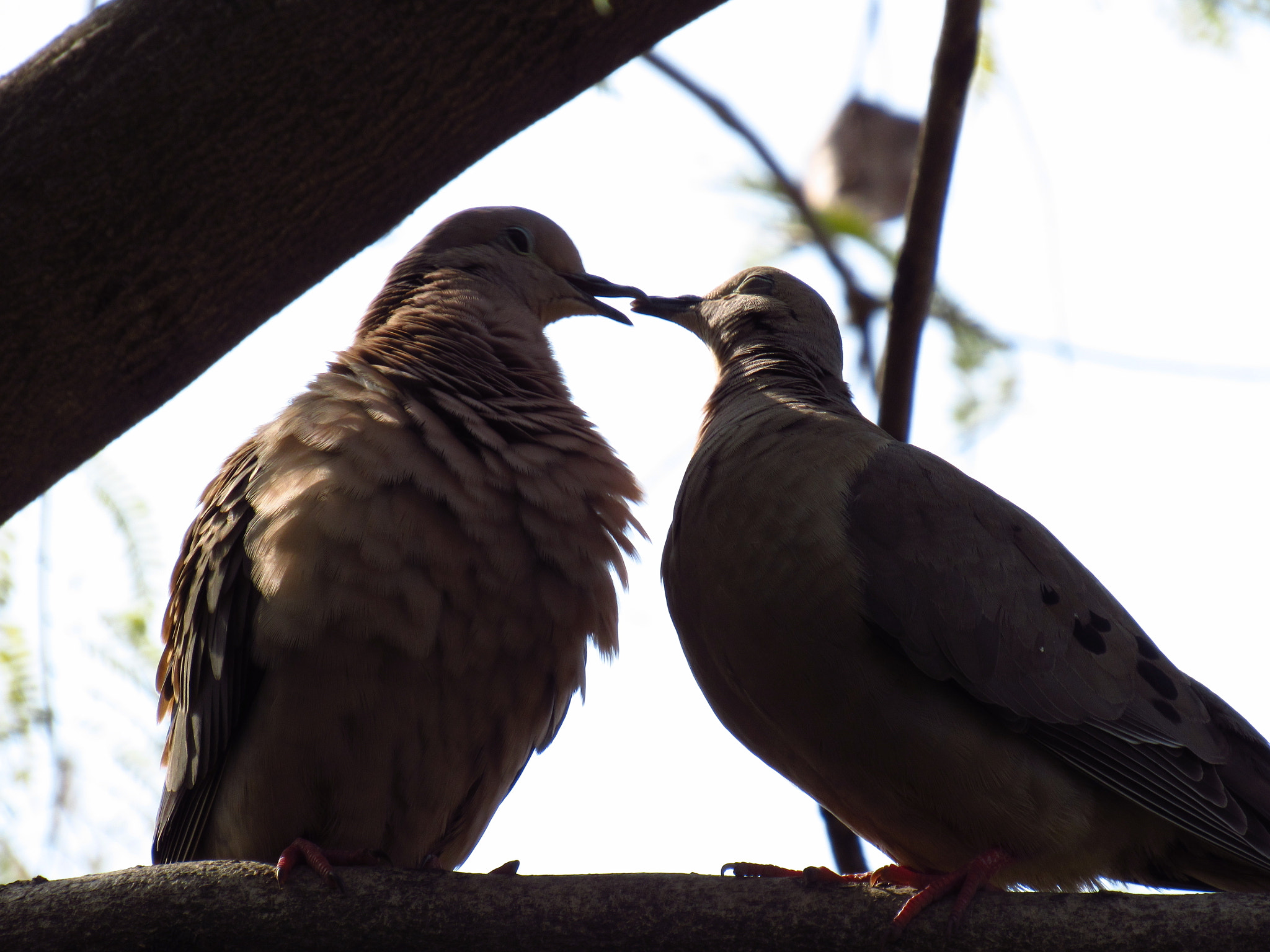 Canon PowerShot SX520 HS sample photo. Soon photography