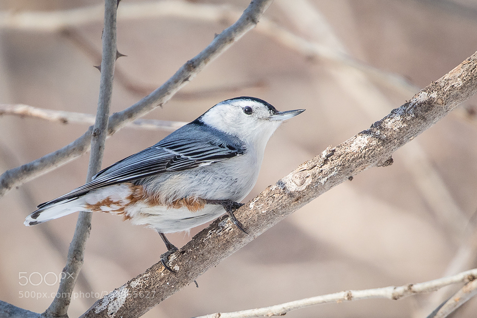 Canon EOS 5D Mark IV sample photo. White-brested nuthatch photography