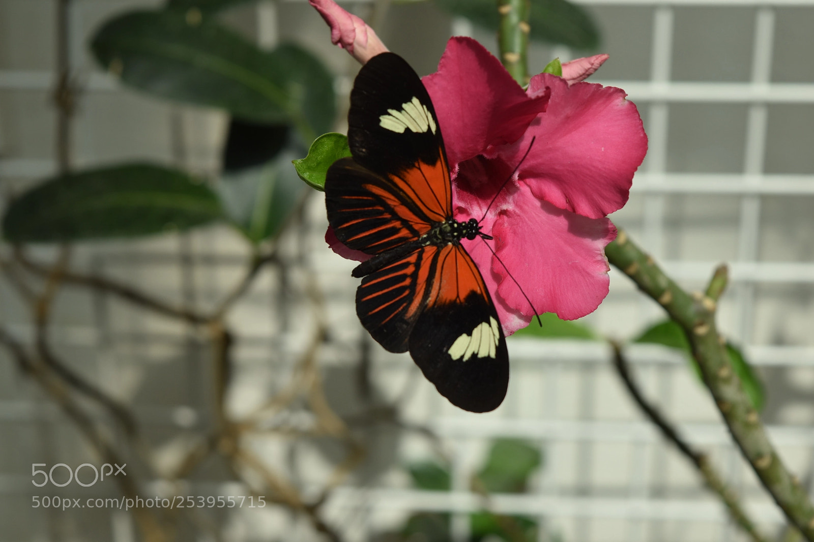 Nikon D5500 sample photo. Butterfly house photography
