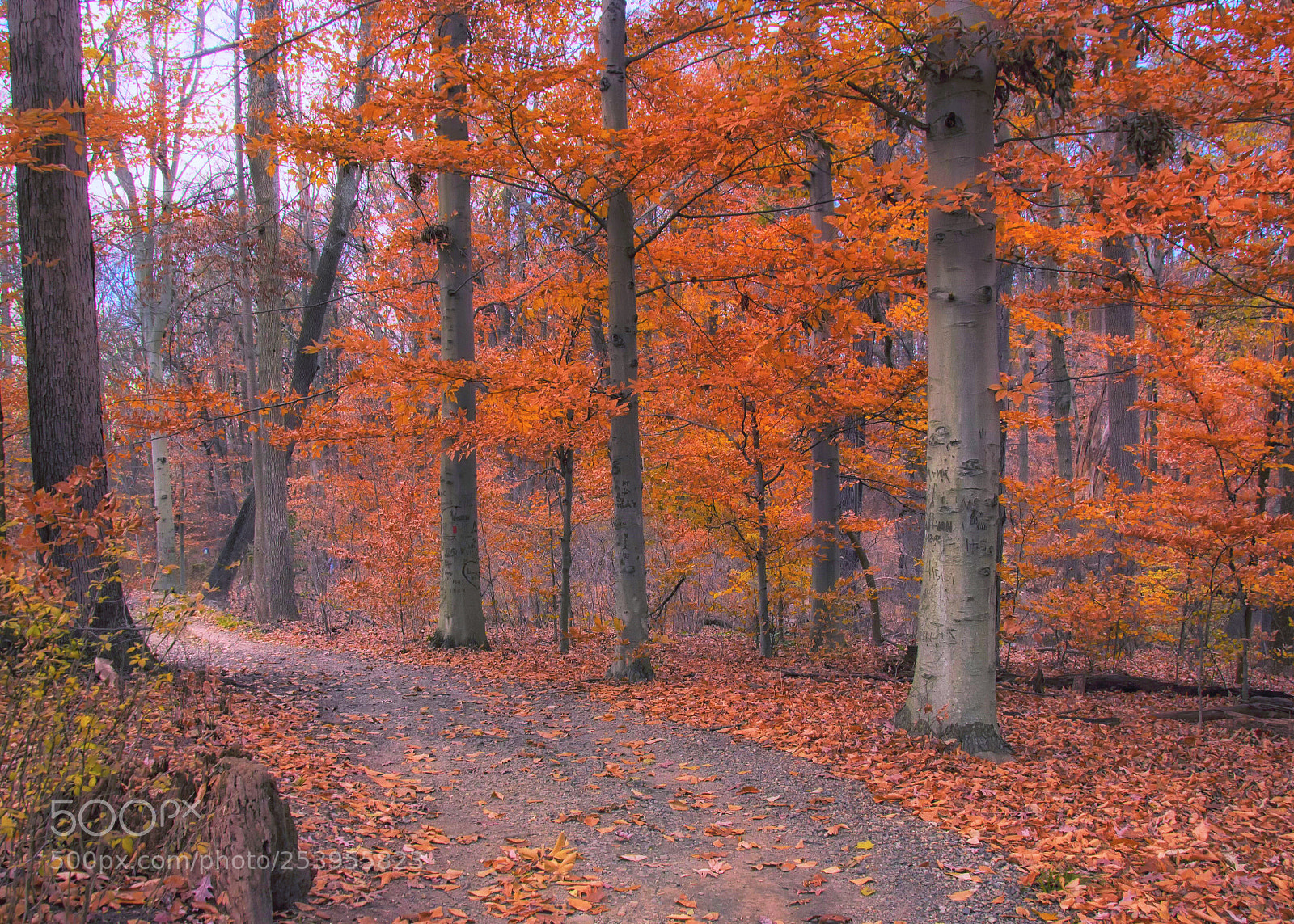Canon EOS 600D (Rebel EOS T3i / EOS Kiss X5) sample photo. Autumn path photography