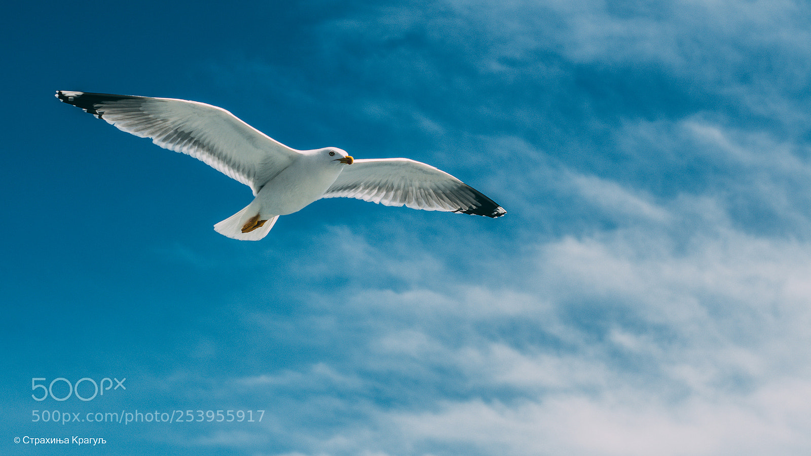Nikon D7100 sample photo. Seagull photography