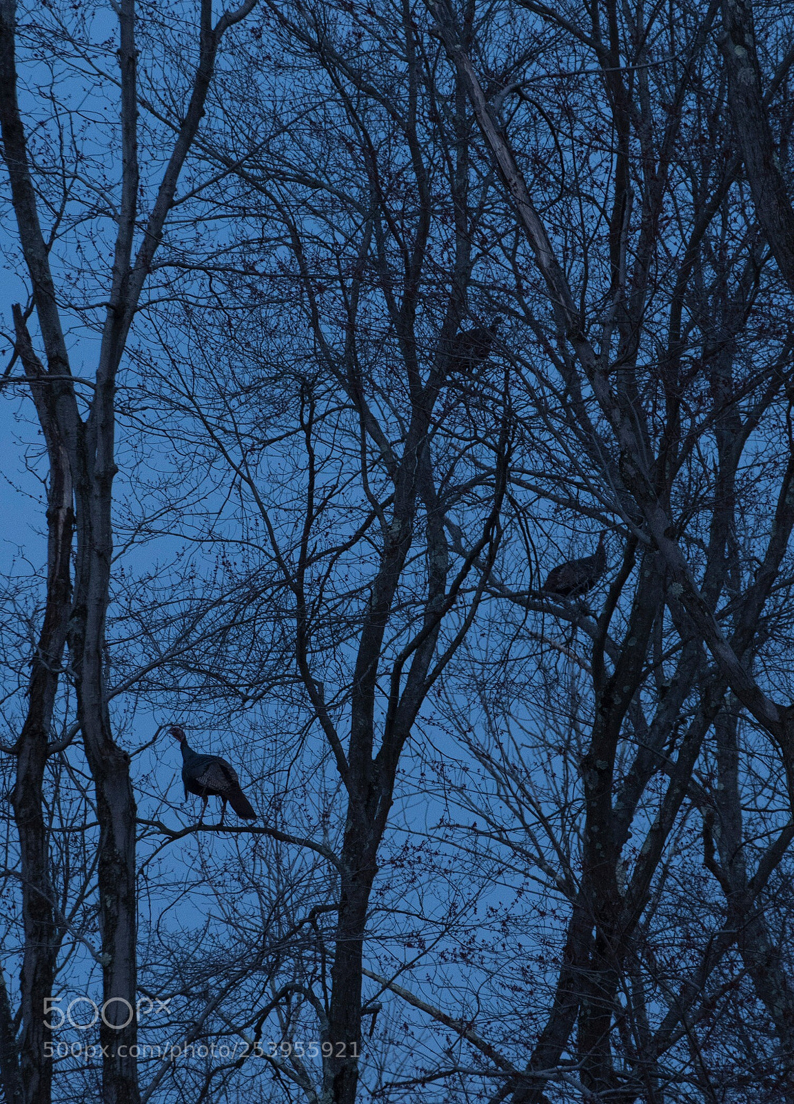 Nikon D500 sample photo. Safety in the trees photography