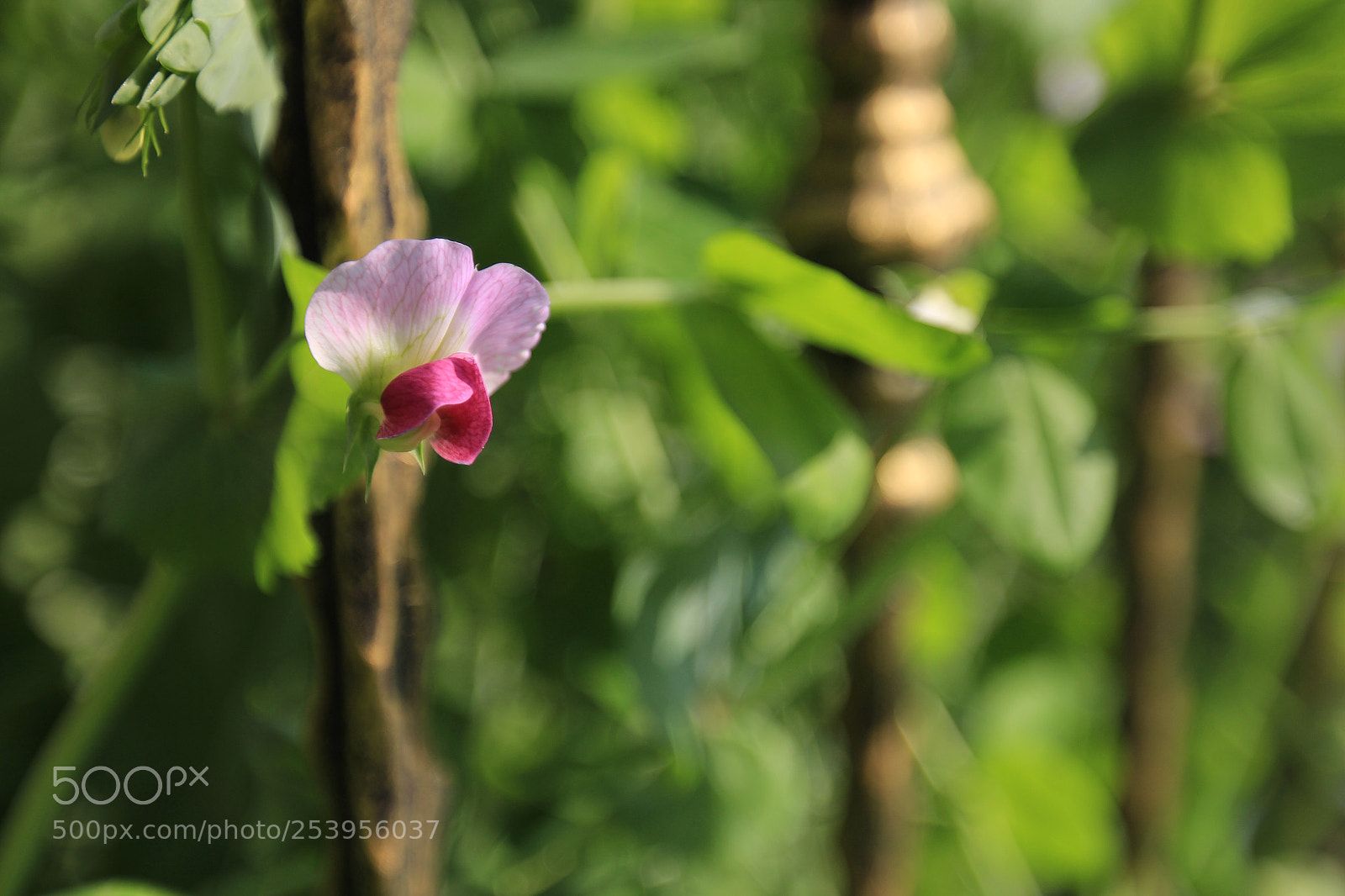 Canon EOS 700D (EOS Rebel T5i / EOS Kiss X7i) sample photo. Untitled photography