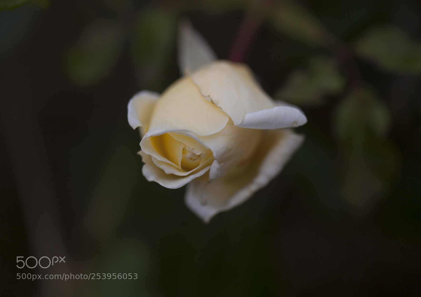 Canon EOS 5D Mark II sample photo. Yellow rosebud photography