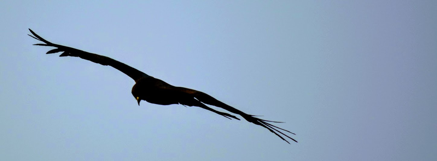 Nikon D5200 sample photo. Angle of attack! photography