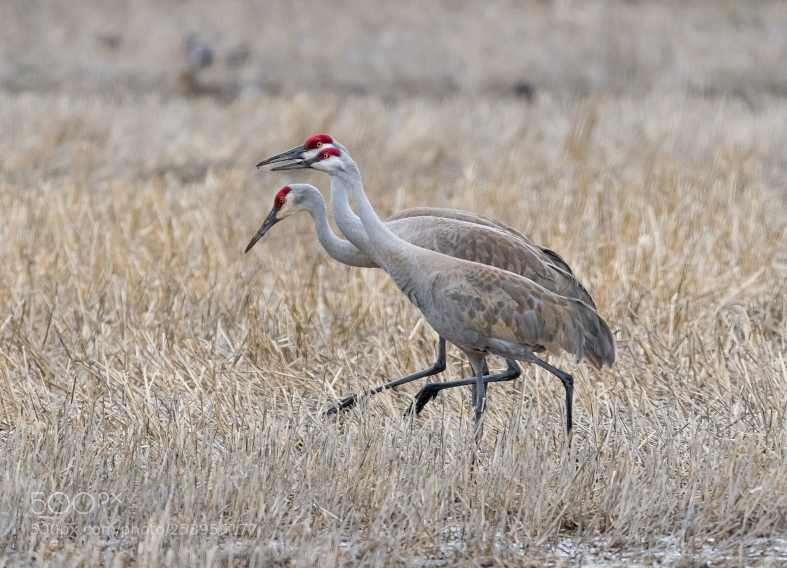 Nikon D5600 sample photo. The sandhill cranes are photography