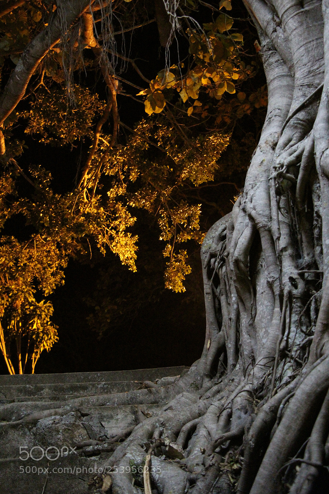Canon EOS 1200D (EOS Rebel T5 / EOS Kiss X70 / EOS Hi) sample photo. The shades of night photography