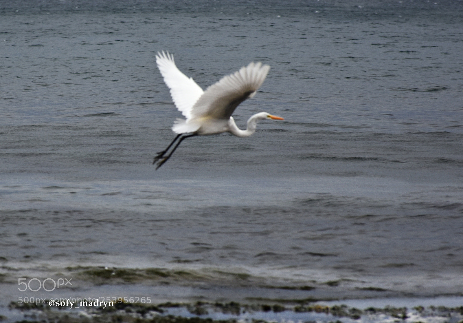 Nikon D7200 sample photo. Garza blanca photography