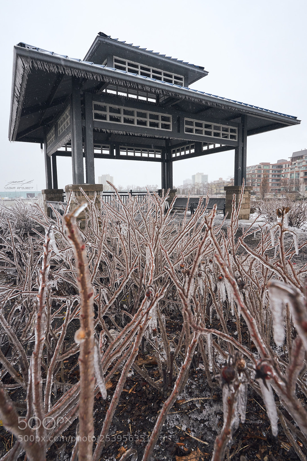 Sony a7R III sample photo. Showered by the freezing photography