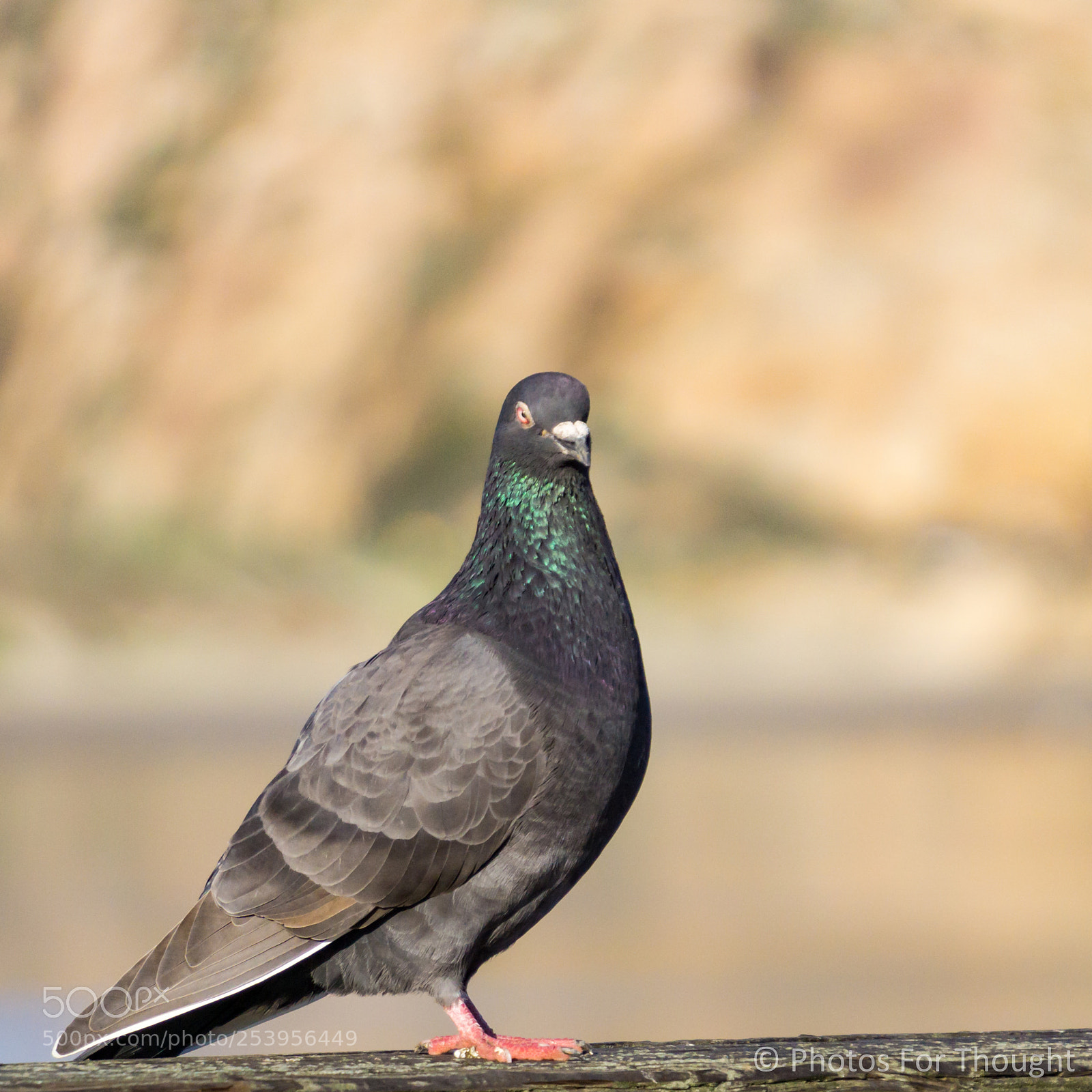 Sony a6000 sample photo. Stare down photography