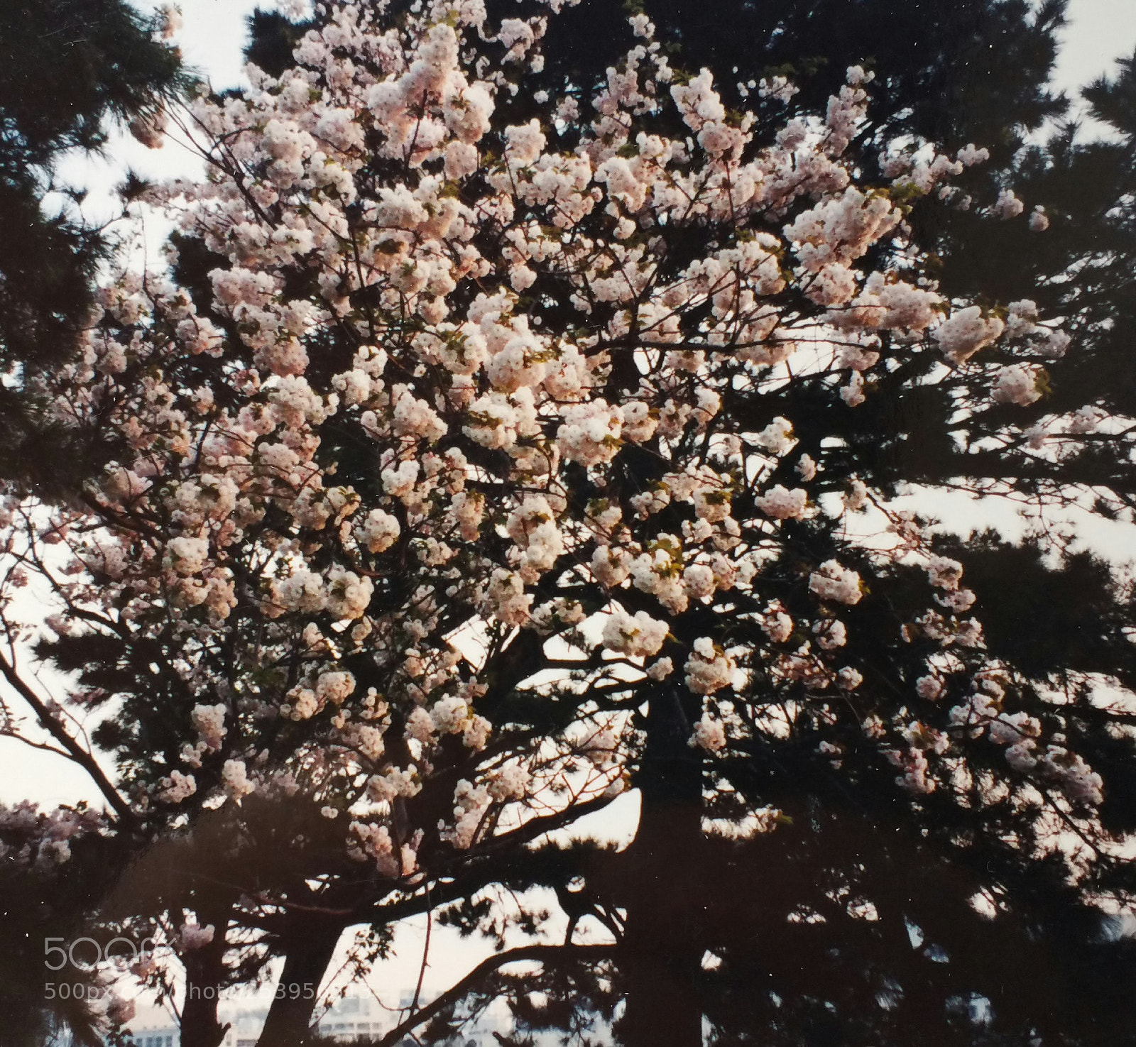 Samsung Galaxy Note4 sample photo. Cherry blossoms photography