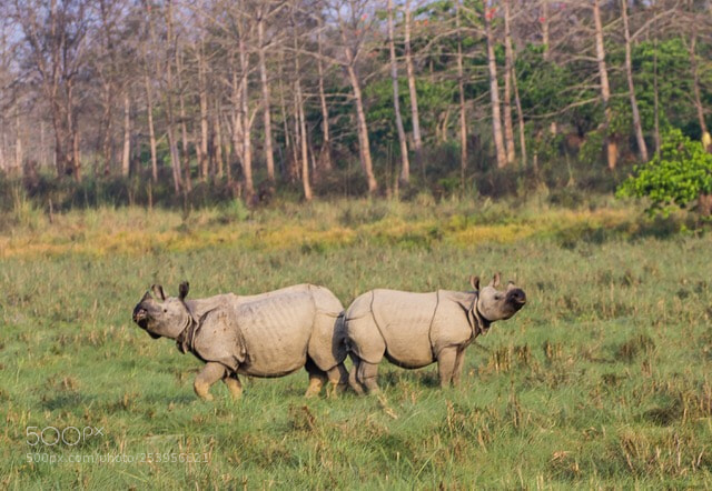 Canon EOS 1200D (EOS Rebel T5 / EOS Kiss X70 / EOS Hi) sample photo. Rhinoceros mother and calf photography