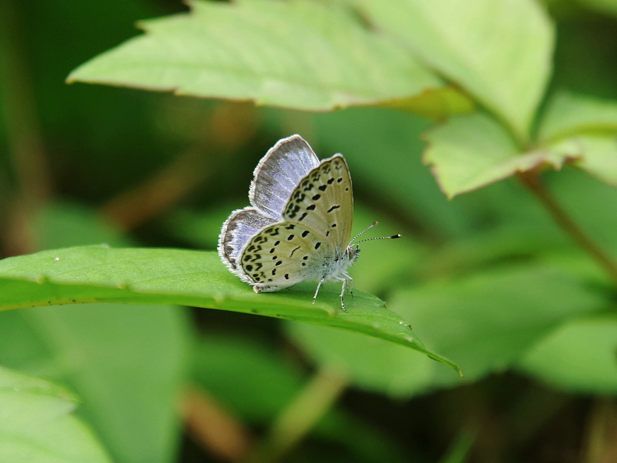 Pentax K-S1 sample photo. Butterfly photography