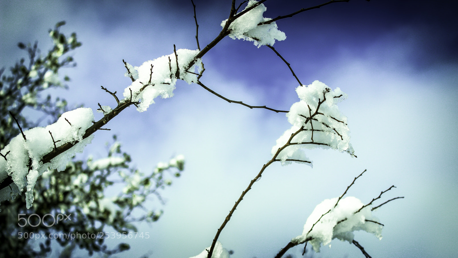 Canon EOS 600D (Rebel EOS T3i / EOS Kiss X5) sample photo. Snow on branches photography