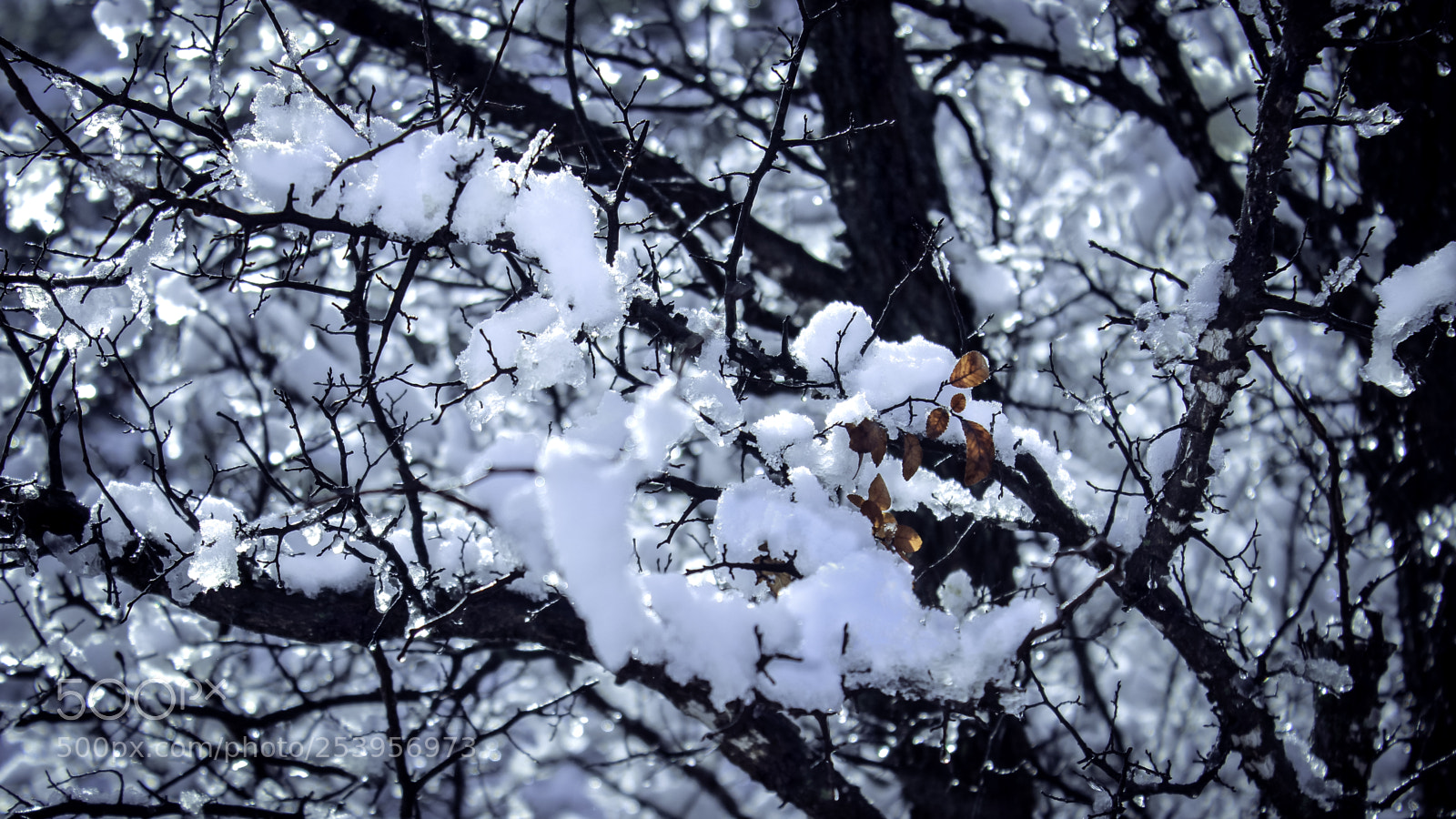 Canon EOS 600D (Rebel EOS T3i / EOS Kiss X5) sample photo. Snow on tree photography