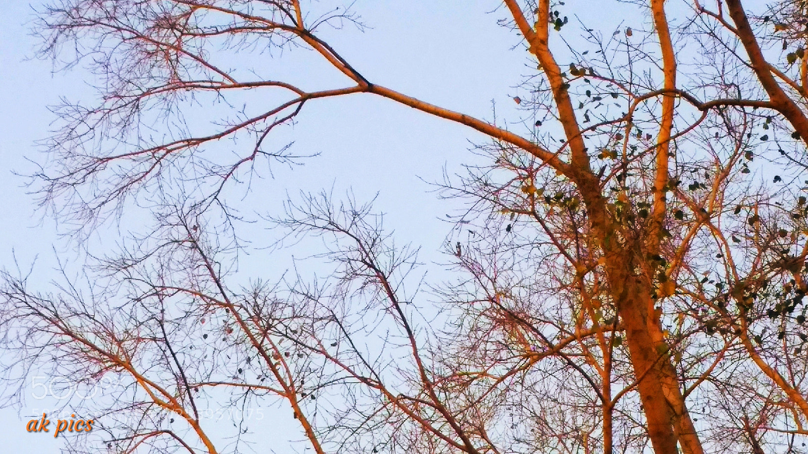 Xiaomi Redmi 4A sample photo. Nature photography