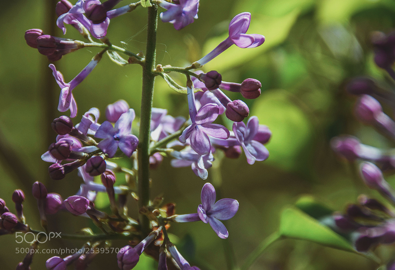 Nikon D5300 sample photo. 丁香花 photography