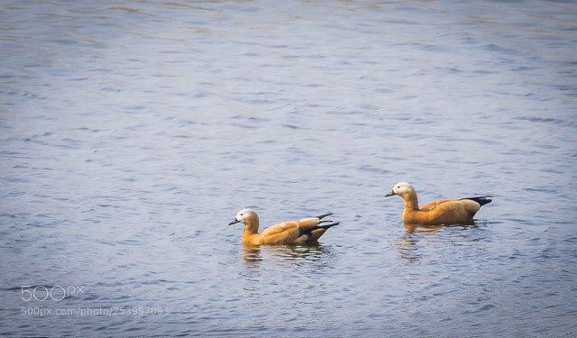 Canon EOS 1200D (EOS Rebel T5 / EOS Kiss X70 / EOS Hi) sample photo. Ruddy shelduck photography